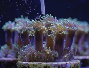 Coral Connections: Art & Science - Prohlídka pro děti školního věku @ København | Denmark